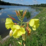 2506H 083 Donau Radweg